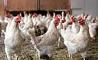 مشکلات کامیون‌داران توزیع مرغ را مختل کرده/ قیمت مرغ در کشتارگاه به 9800 تومان رسید