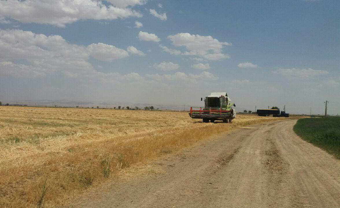 گزارش تصویری برداشت گندم از مزارع روستای طاوه