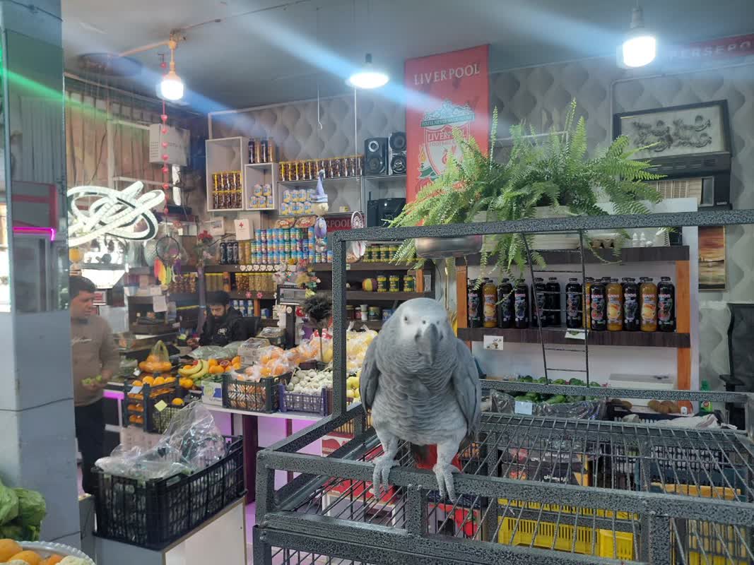 https://www.khabareiran.ir/FileCenter/Multimedia/Images/Galleries/04%20(11)_kzuaxso.jpg