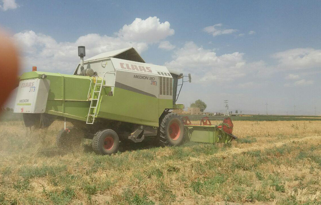 گزارش تصویری برداشت گندم از مزارع روستای طاوه