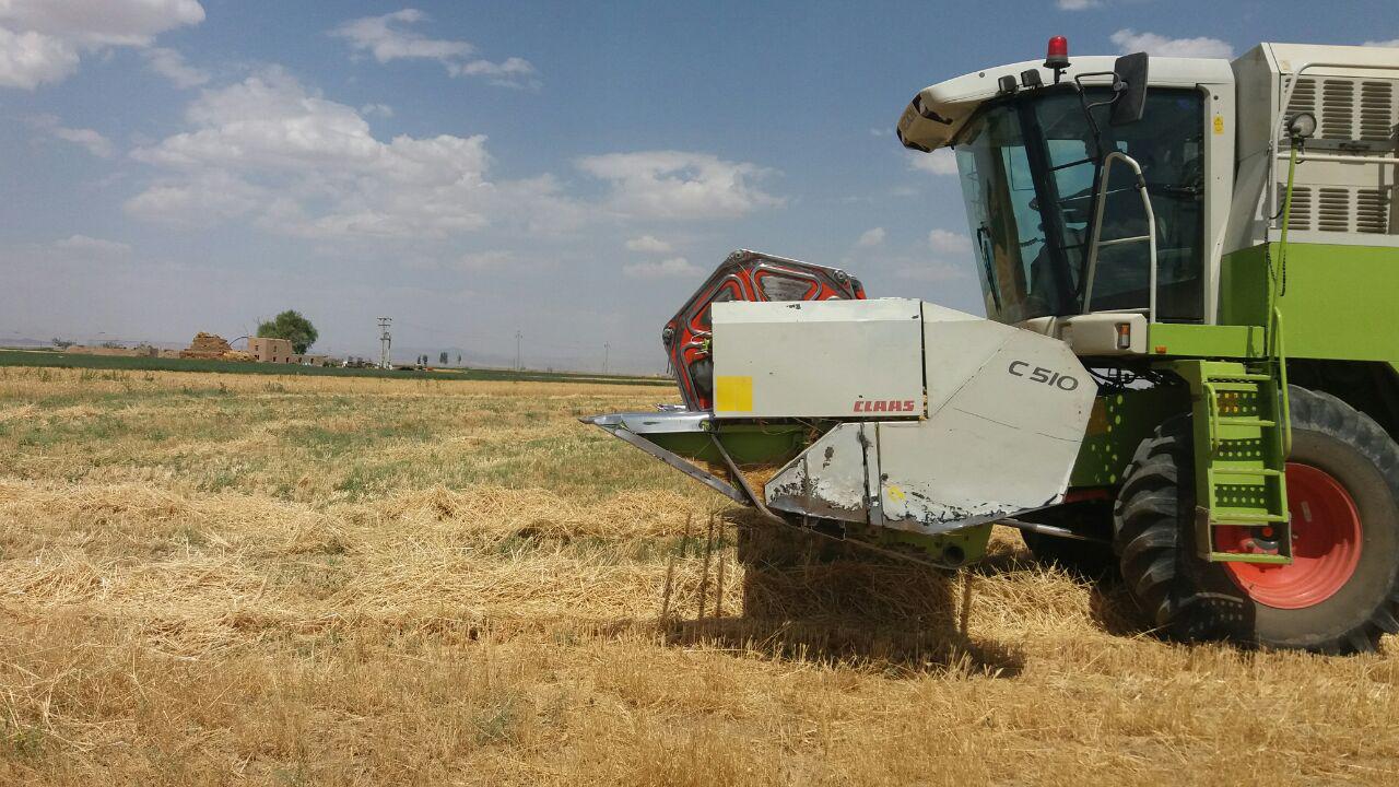 گزارش تصویری برداشت گندم از مزارع روستای طاوه