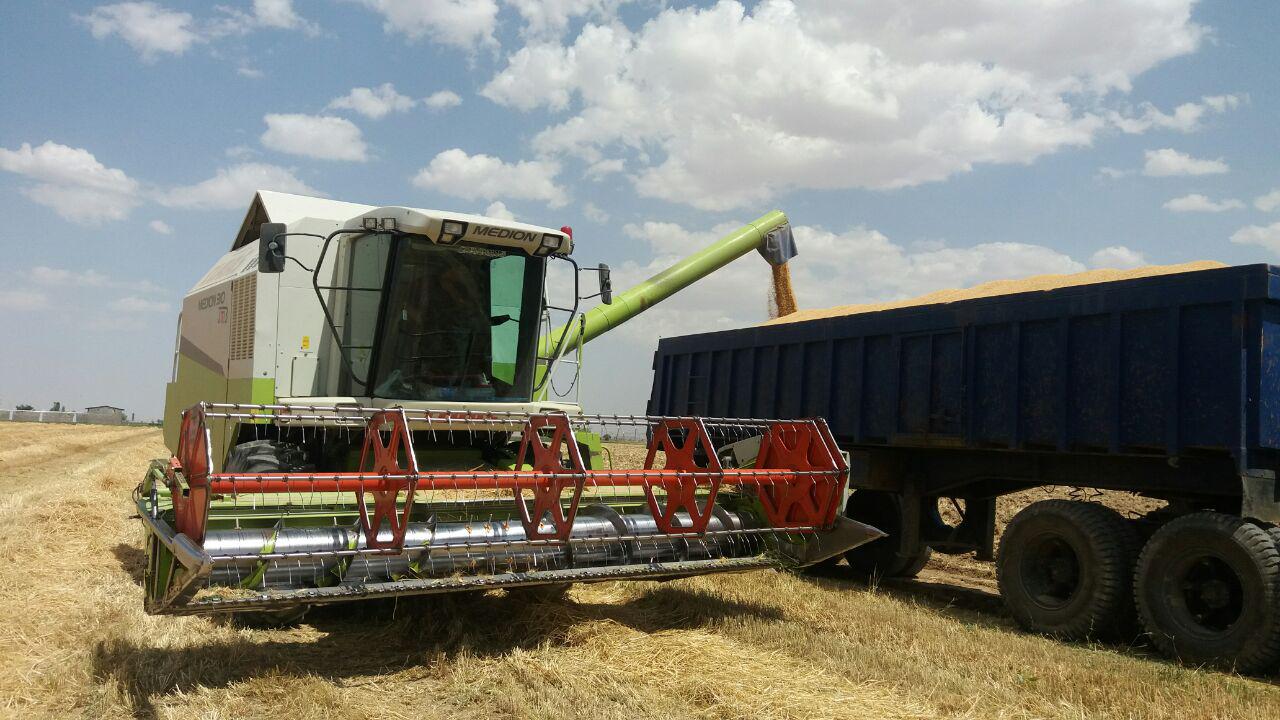 گزارش تصویری برداشت گندم از مزارع روستای طاوه