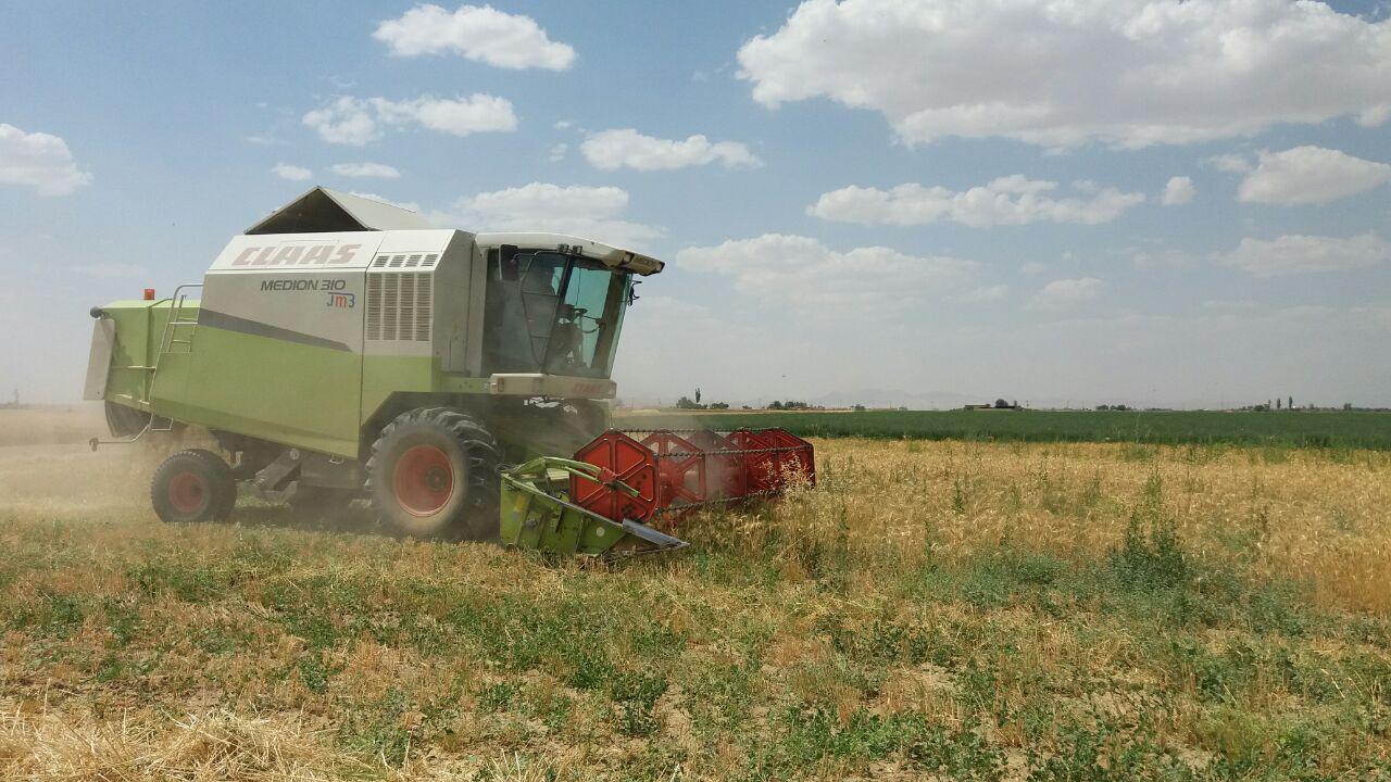 گزارش تصویری برداشت گندم از مزارع روستای طاوه