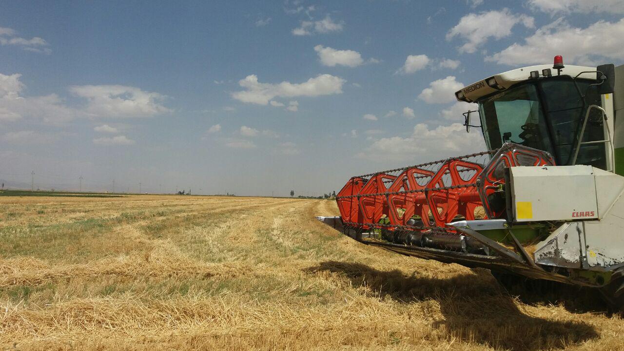 گزارش تصویری برداشت گندم از مزارع روستای طاوه