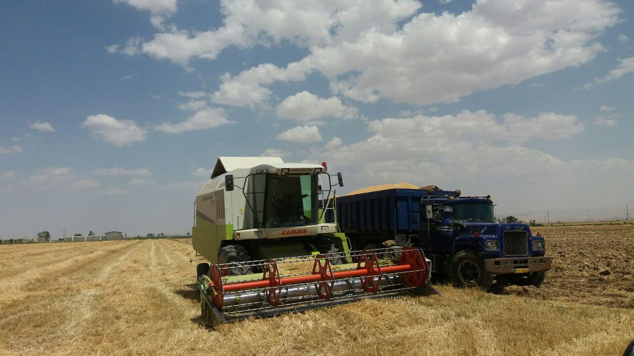 گزارش تصویری برداشت گندم از مزارع روستای طاوه