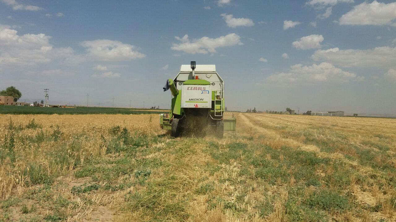 گزارش تصویری برداشت گندم از مزارع روستای طاوه