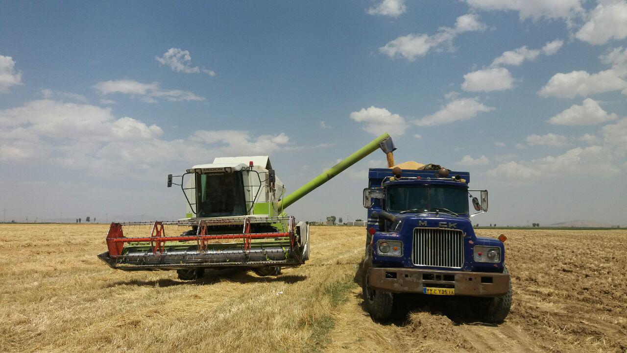 گزارش تصویری برداشت گندم از مزارع روستای طاوه