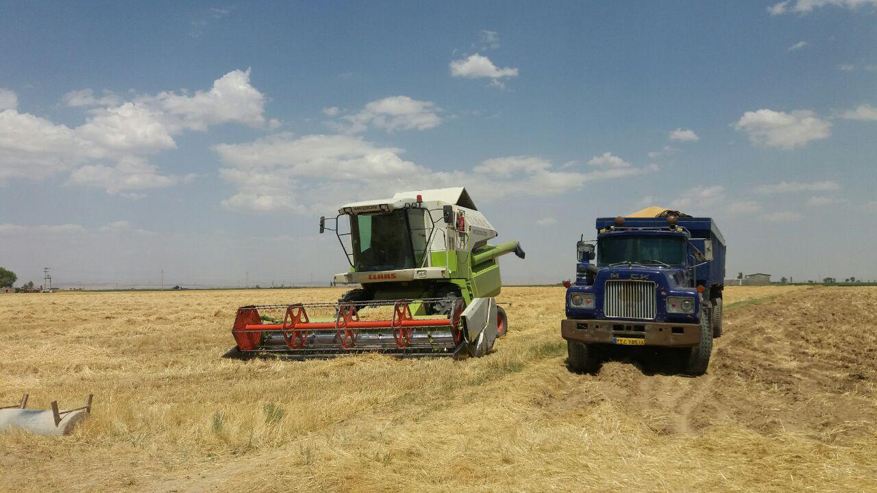 گزارش تصویری برداشت گندم از مزارع روستای طاوه