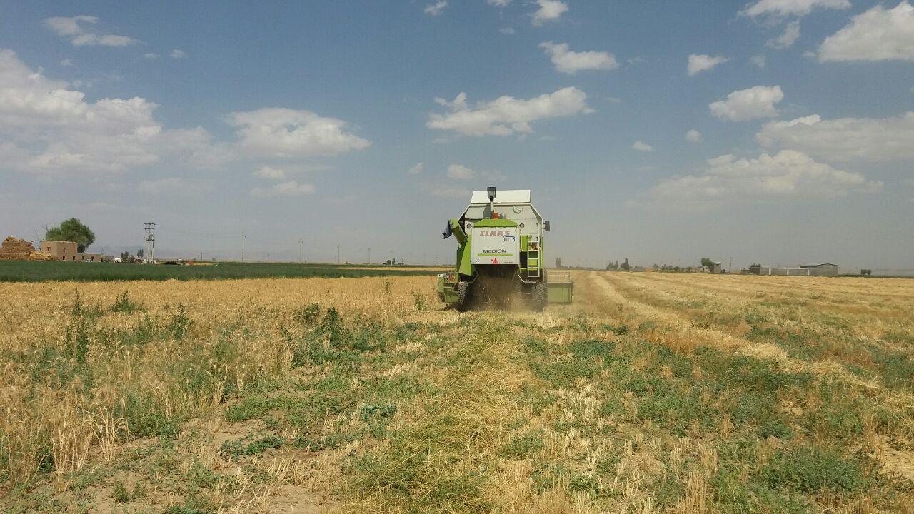 گزارش تصویری برداشت گندم از مزارع روستای طاوه