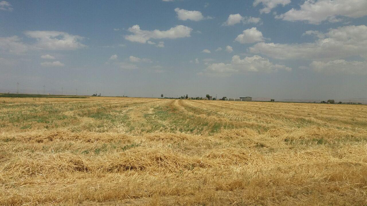 گزارش تصویری برداشت گندم از مزارع روستای طاوه