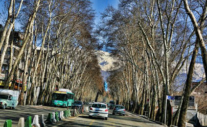 کاشت 1500 درخت چنار در خیابان های مرکز شهر تهران آغاز شد