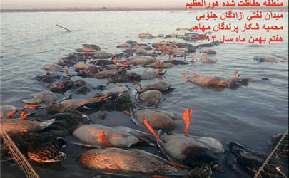 کشتار بی‌رحمانه پرندگان مهاجر در هورالعظیم + تصاویر 