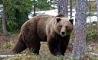 حمله خرس به کودک ۱۰ ساله در شهر دستنا