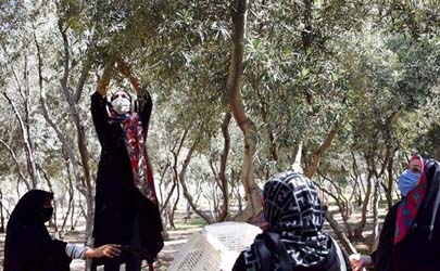 توانمند سازی اجتماع محور بانوان محله باغ آذری برای احیاء باغ زیتون