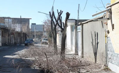 هرس زمستانه بیش از 7هزار درخت در معابر بخش مرکزی شهر تهران به پایان رسید