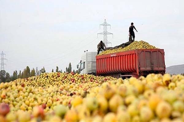 سیب‌هایی که خریداری ندارند/ تولید یک میلیون و ۲۰۰ هزار تن سیب در آذربایجان غربی نابود شد/ برای تولید هر صد گرم سیب درختی ۷۰ لیتر آب شیرین مصرف می شود+تصاویر