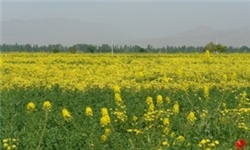  برپایی کارگاه‌های آموزشی پرورش گیاهان قرآنی در مراکز آموزش گل و گیاه منطقه 11