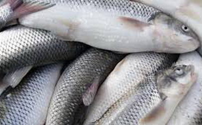 رشد 36 درصدی صید ماهی سفید در دریای خزر