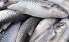 رشد 36 درصدی صید ماهی سفید در دریای خزر