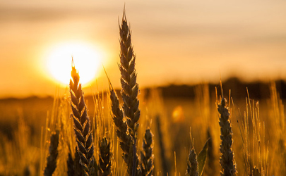 عرضه 60 هزار تن گندم خوراکی در بورس کالا جهت صادرات آرد و مشتقات