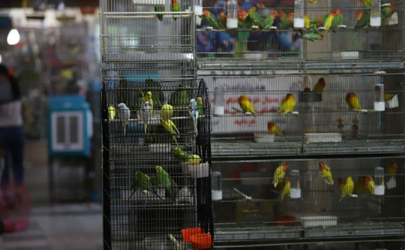 فراخوان شهرداری تهران برای واگذاری و بهره‌برداری از مرکز خرید و فروش پرندگان زینتی