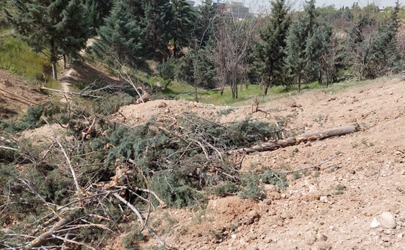 سازمان بوستان‌ها و مناطق ۲۲ گانه زحمات زیادی برای نگهداشت درختان متحمل می‌شوند