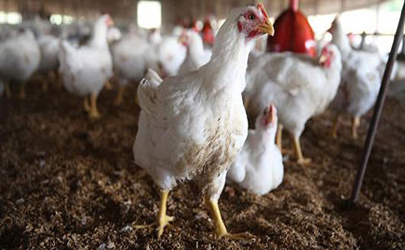 پیشنهاد قیمت هر کیلو مرغ بین ۶۵۰۰ تا ۶۷۰۰ تومان به تنظیم بازار
