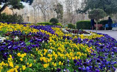 2هزار متر مربع گل فرش در شمال تهران اجرا شد