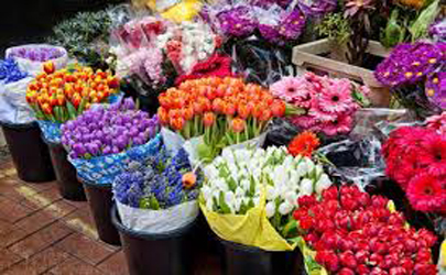 کارگاه آموزشی گل و گیاه در مدارس سطح محدوده ی منطقه 12