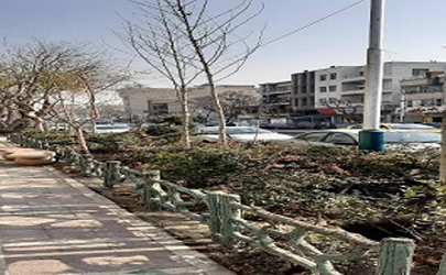 کاشت بیش از 300 درخت چنار در مرکز شهر تهران آغاز شد 
