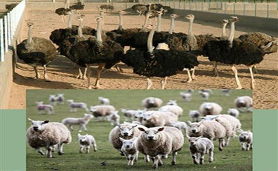 پرداخت تسهیلات بانک قرض الحسنه مهر ایران برای پرورش دام سبک