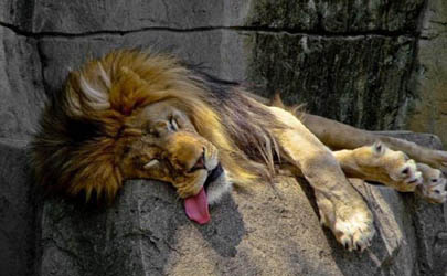 ساعت خواب حیوانات در جنگل/ حیوانات چگونه می‌خوابند + تصاویر 