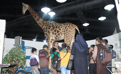 اولین تاکسیدرمی زرافه خاورمیانه در موزه دارآباد انجام شد