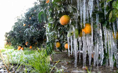 خسارت میلیاردی سرما به باغات مرکبات مازندان