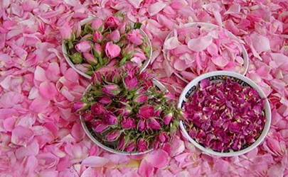 کاشان مهد گلاب و گلابگیری کشور است 