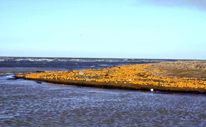 دریای خزر زباله دان مرکبات سرما زده شمال کشور +عکس