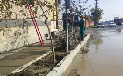 منطقه۲۱ و آغاز فصل هرس و بازپیرایی فضای سبز