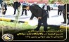 پویش ملی درختکاری «سرو_ایران» در پالایشگاه نفت سپاهان همزمان با روز جهانی زمین پاک برگزار شد 