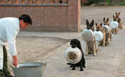 صف غذای سگ‌های پلیس در چین 