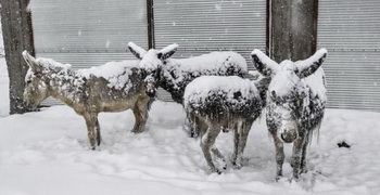 الاغ‌هایی که از شدت سرما یخ زدند+ تصویر